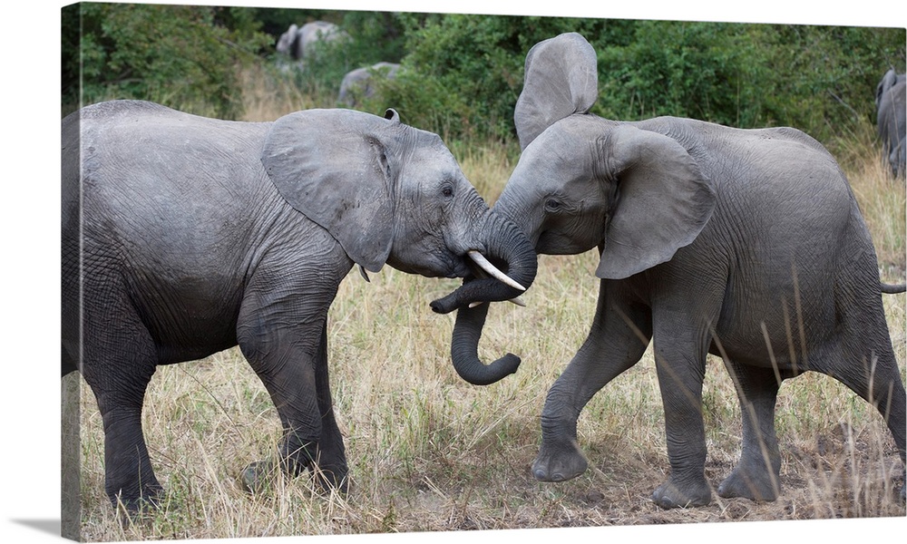 Photograph of two elephants playing with their heads close together.