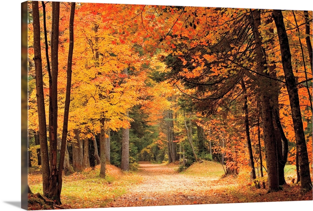 A dirt road through tall autumn trees in vibrant colors leaves of red and orange.