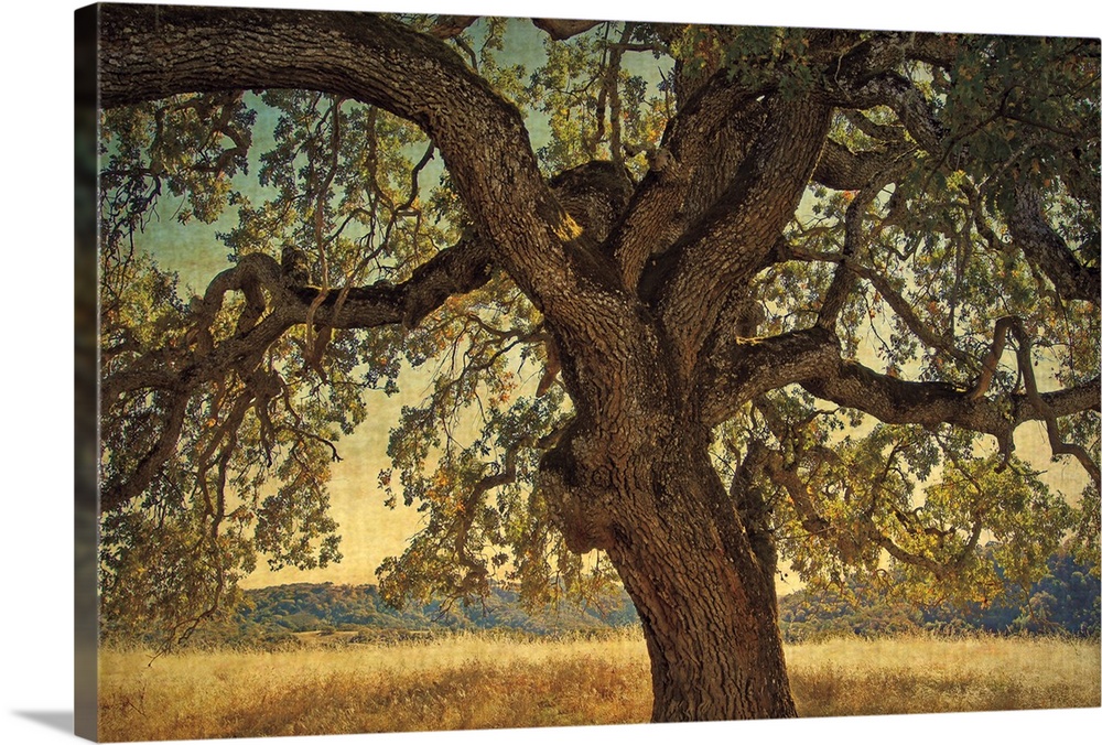 A horizontal photograph of a large, twisted oak tree surrounded by a golden field.