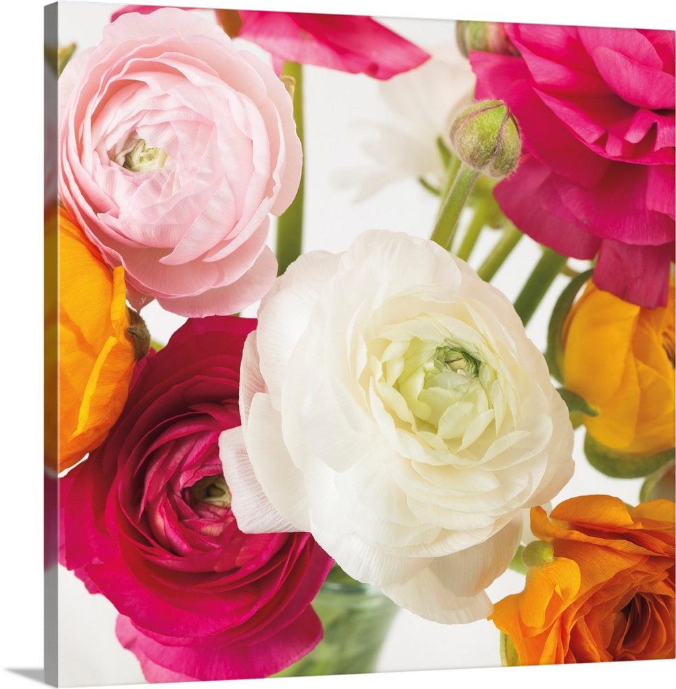 Square photo of vibrant colored roses in shades of pink, yellow and white.