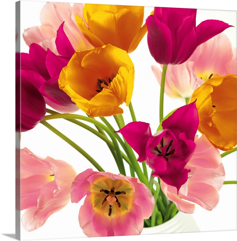 Square photo of vibrant colored tulips in shades of pink, yellow and white.