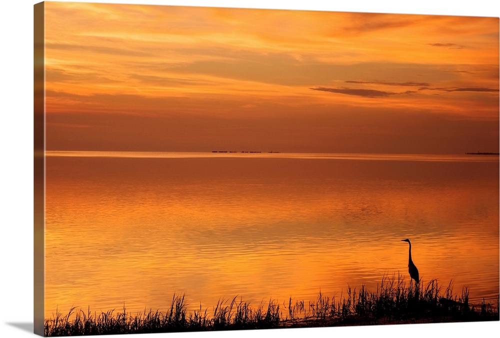 A beautiful photograph of a bird standing next to the water during a warm, red sunset.