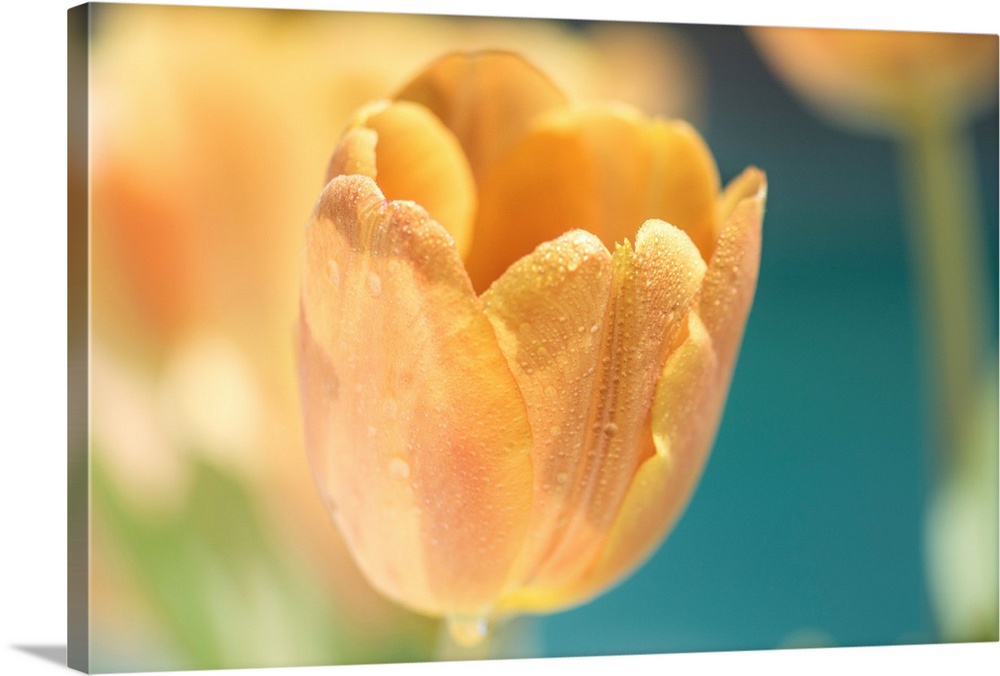 A photo of a golden yellow colored tulip with more flowers out of focus in the background.