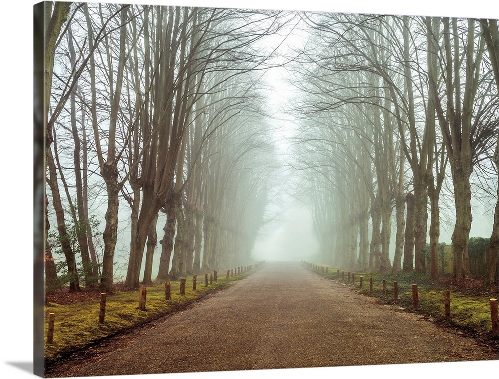 A tree lined country road covered in mist during a early morning.