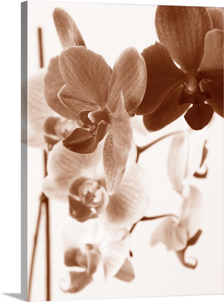 A monochromatic photograph of a bunch of orchids with a soft appearance.