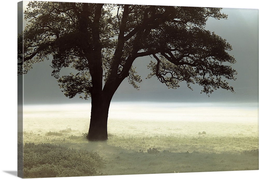 Photograph of a single tree in a mist covered field.