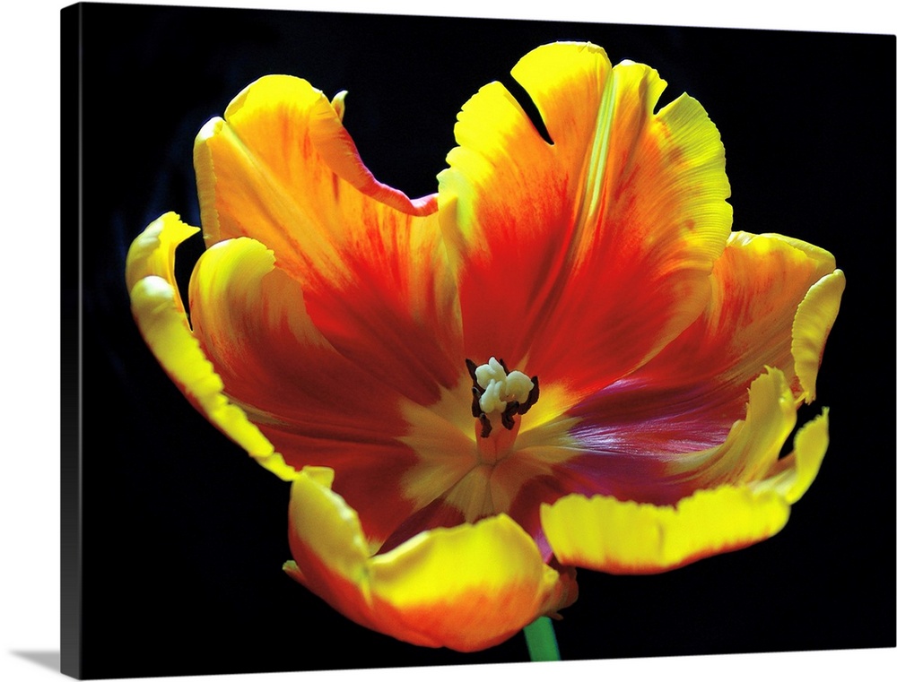 A horizontal photograph of a yellow and red tulip in full bloom.