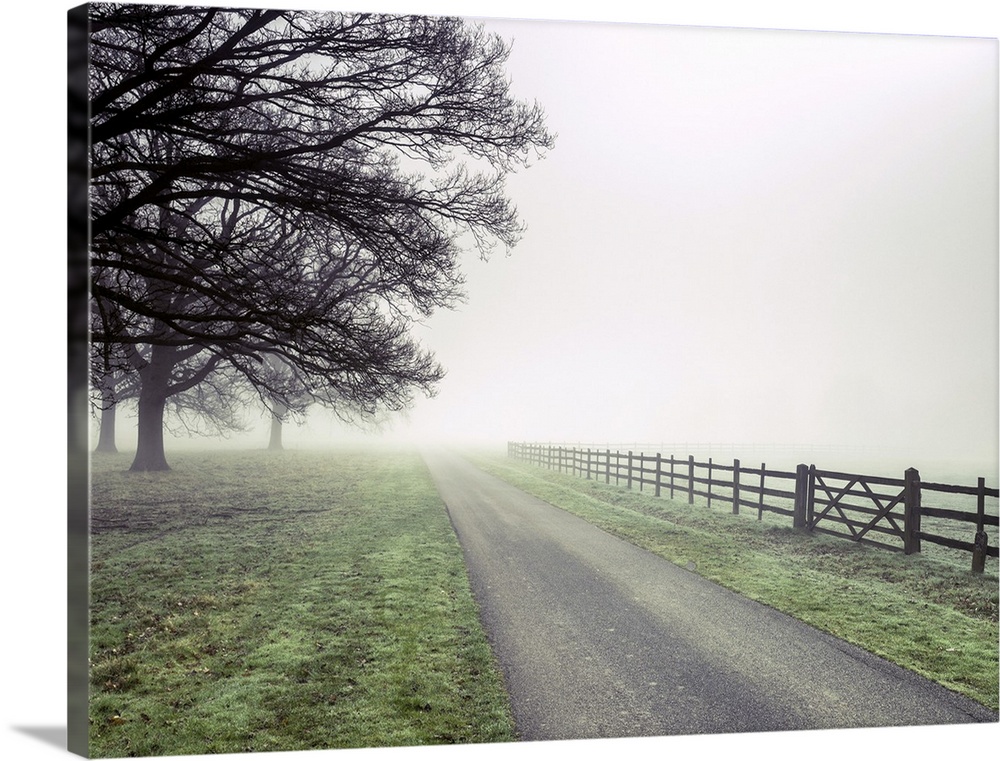 Fog - trees and fence.