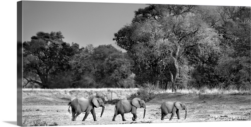 Black and white photo of three elephants walking in a row across the safari plain.