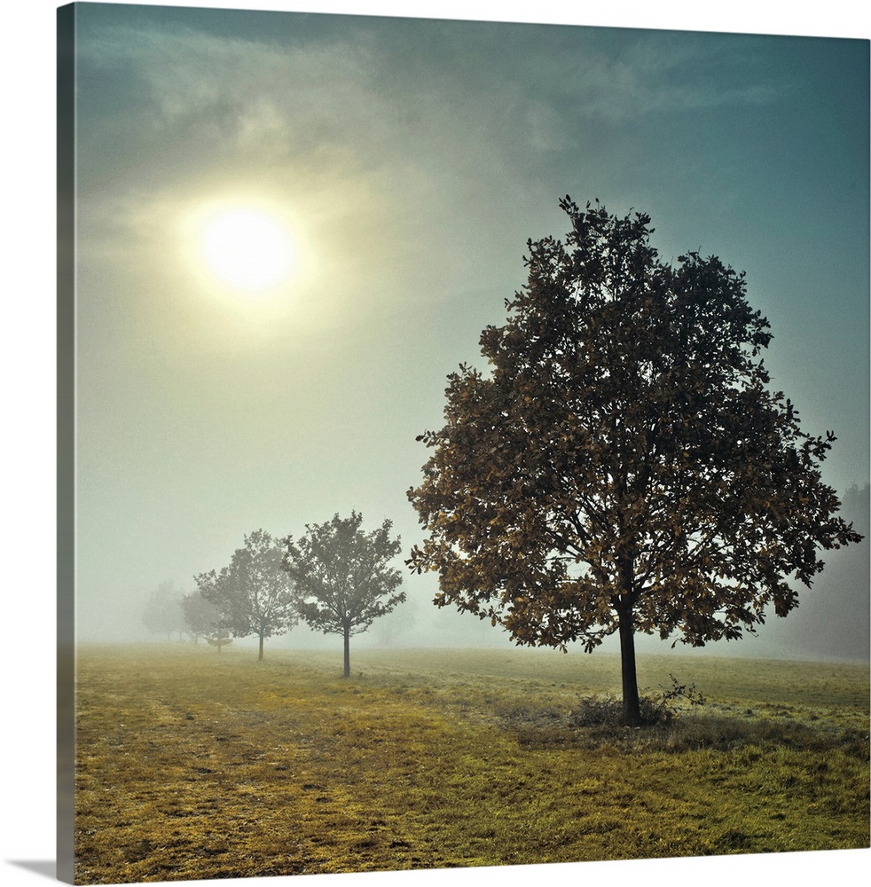 A photograph of a row of trees in a field on a fogging morning.