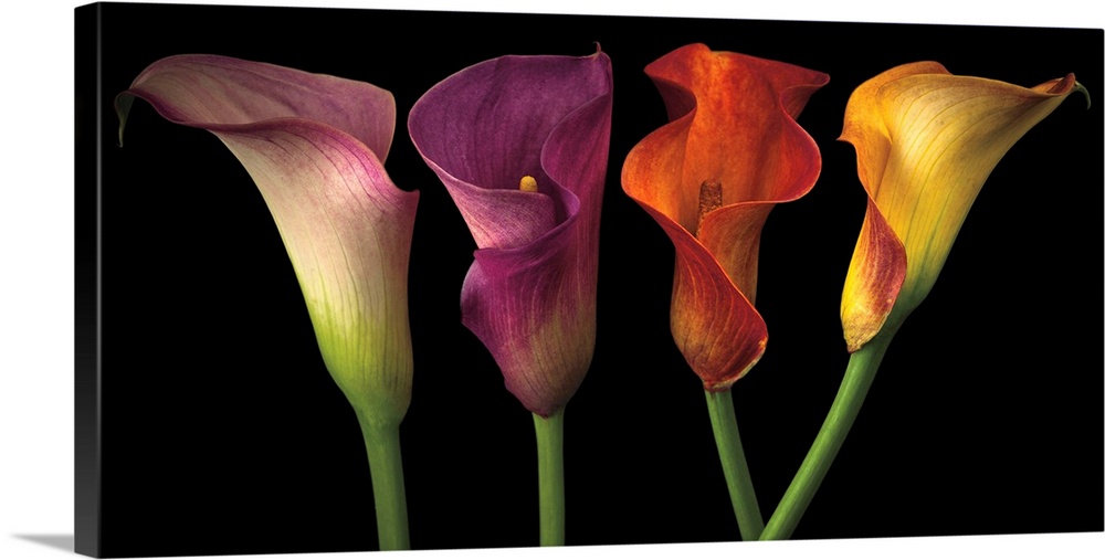 A row of calla lilies in varies vibrant colors.