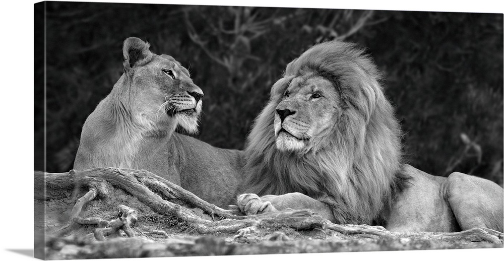 A black and white photograph of two lions laying next to each other.