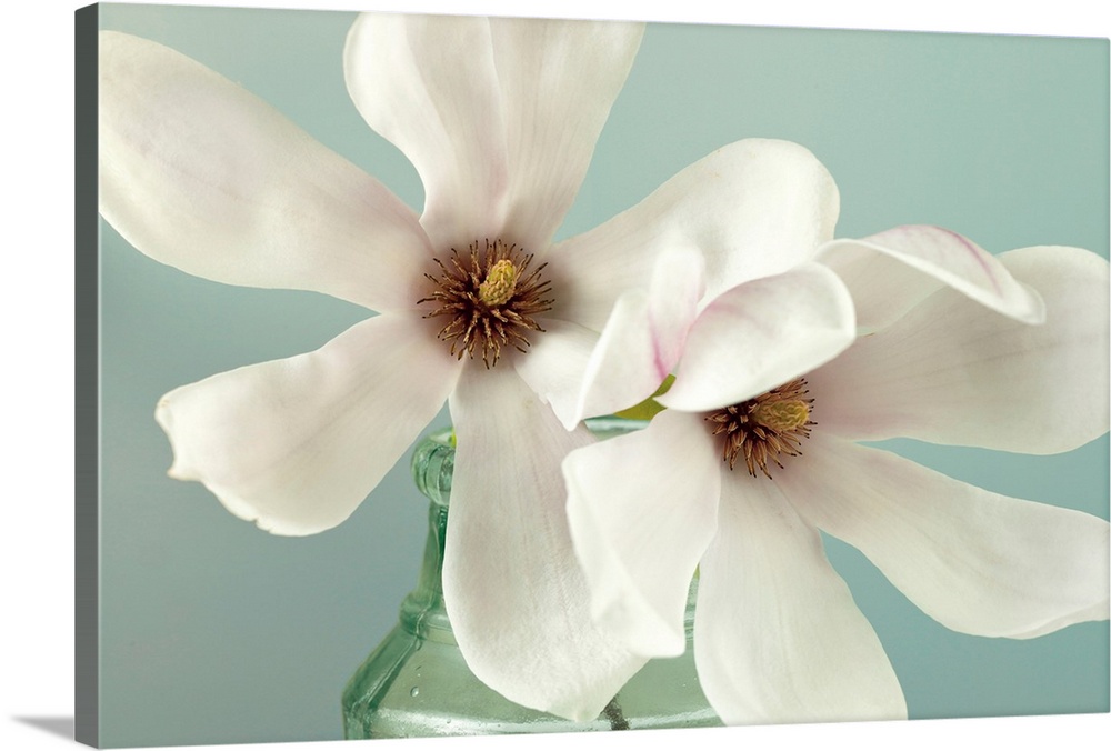 A muted color photograph of two magnolias blooms in a glass jar.