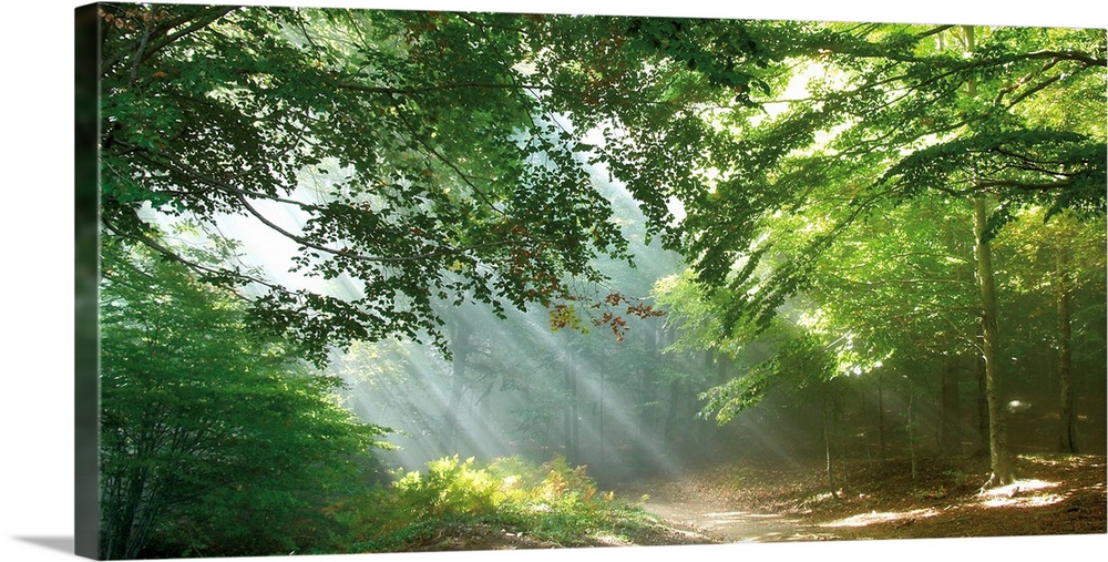 A panoramic image of a trail through the forest with sun streaks peeping through the tree limbs.