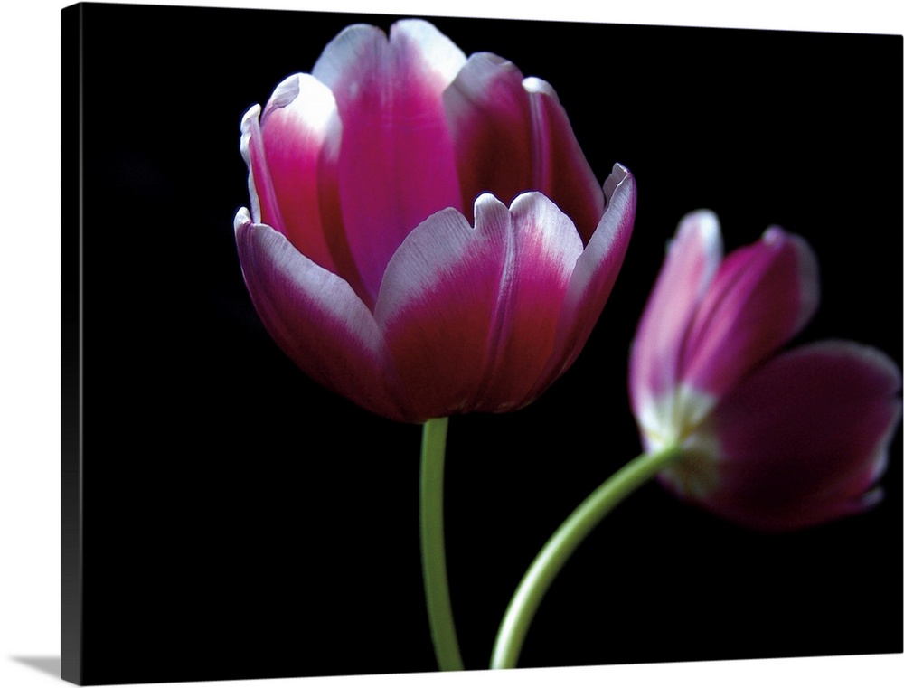 Photograph of two purple tulips against a black backdrop.