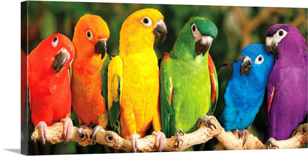A panoramic image of a variety of colored parrots perched on a long branch.