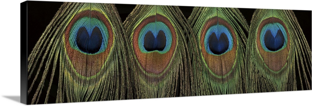 Panoramic photograph of a row of colorful peacock feathers.