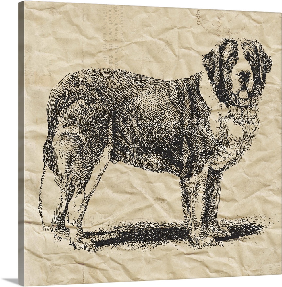 Saint Bernard dog on crinkled paper.