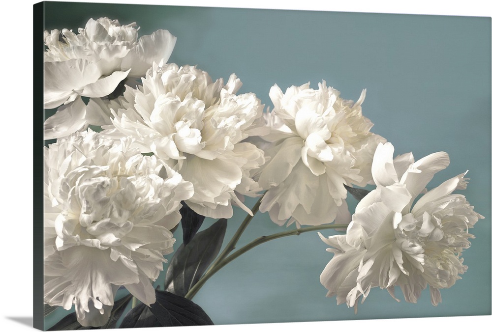 Photograph of large white blooms against a light blue background.