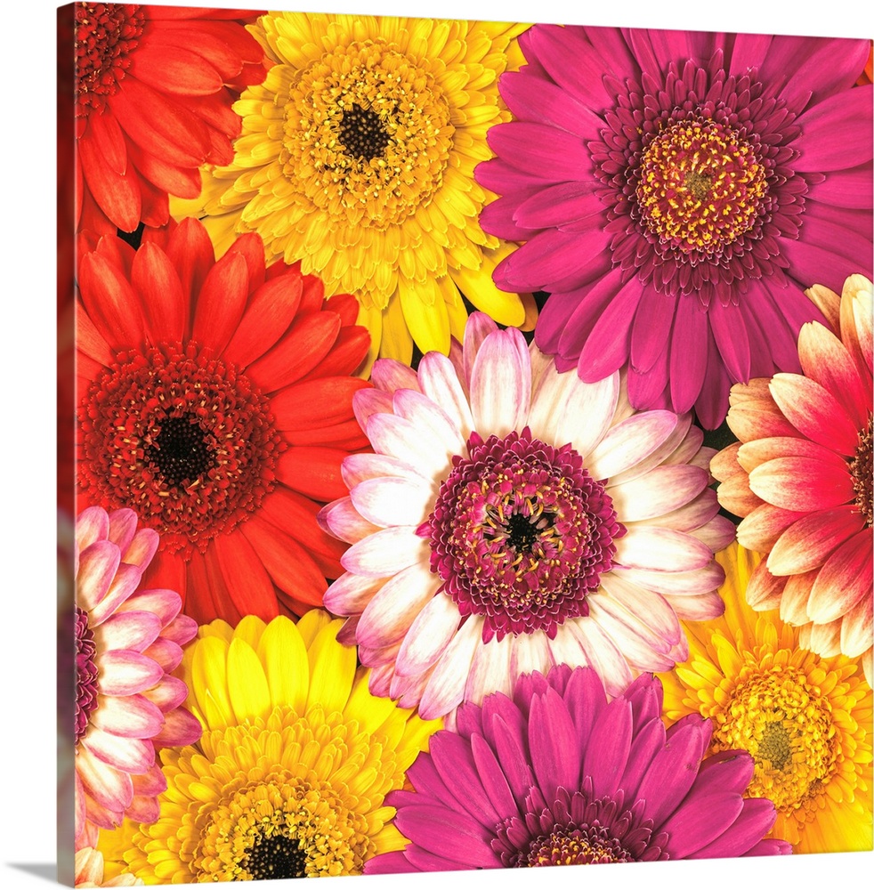 Square photo of vibrant colored flowers in shades of pink, yellow and white.