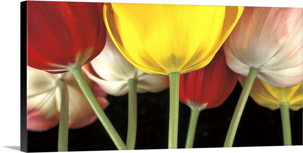 A photograph close-up of the stems of tulips of varies colors.
