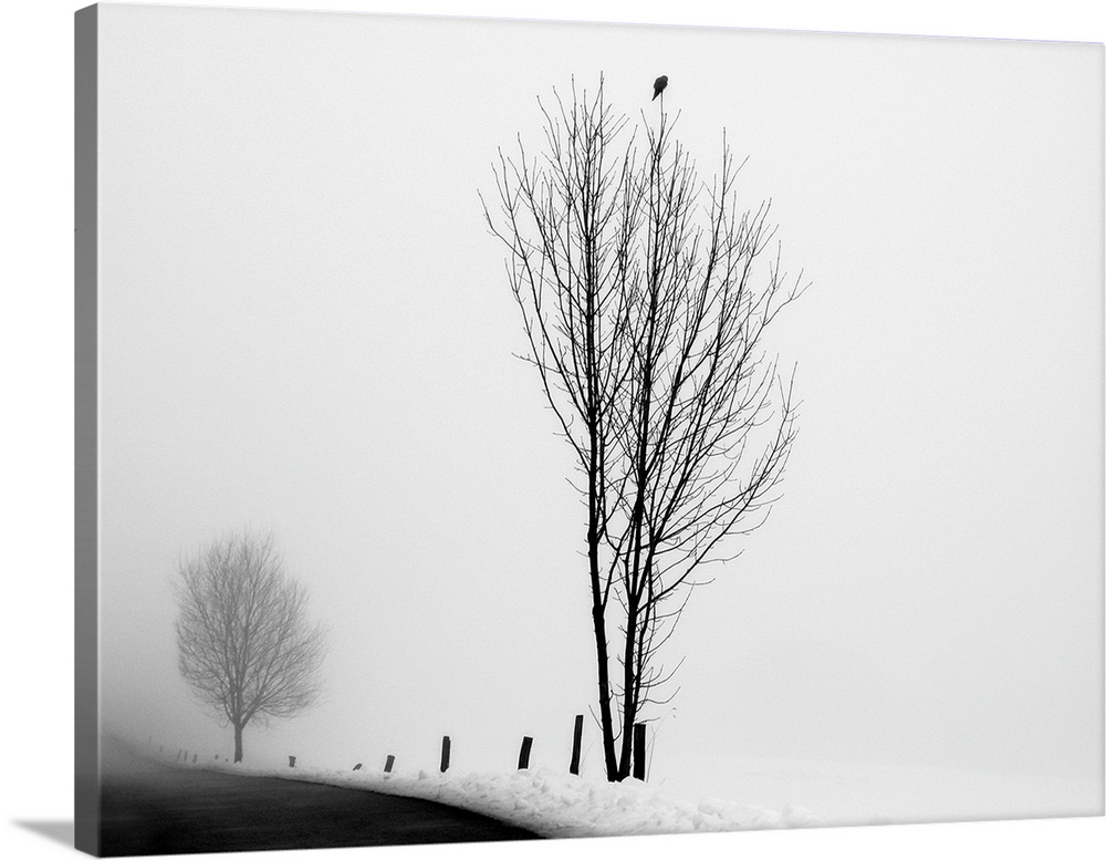 A black and white photograph of a snowy country scene of a bird on top of a tree next to a road.