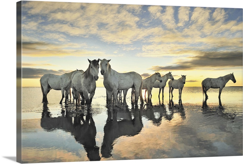 Horses on the beach.