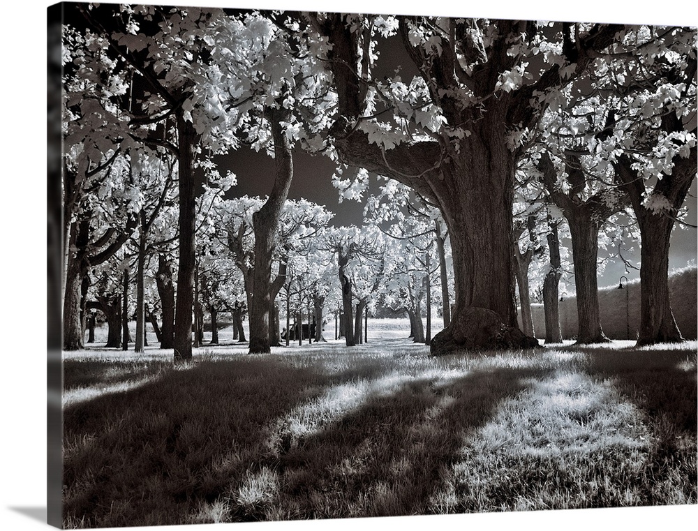 A black and white infrared image of rows of trees in a park shot in a low angle from below.