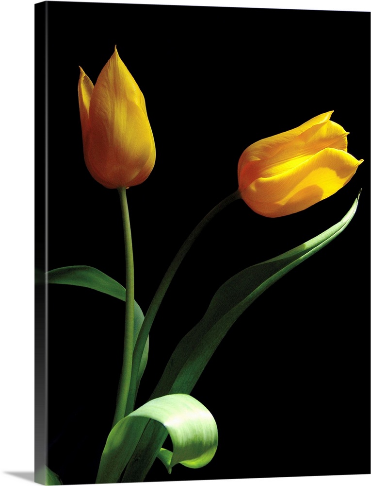 Vertical photograph of two yellow tulips with leaves on a black backdrop.