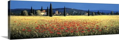 Tuscan Panorama, Poppies