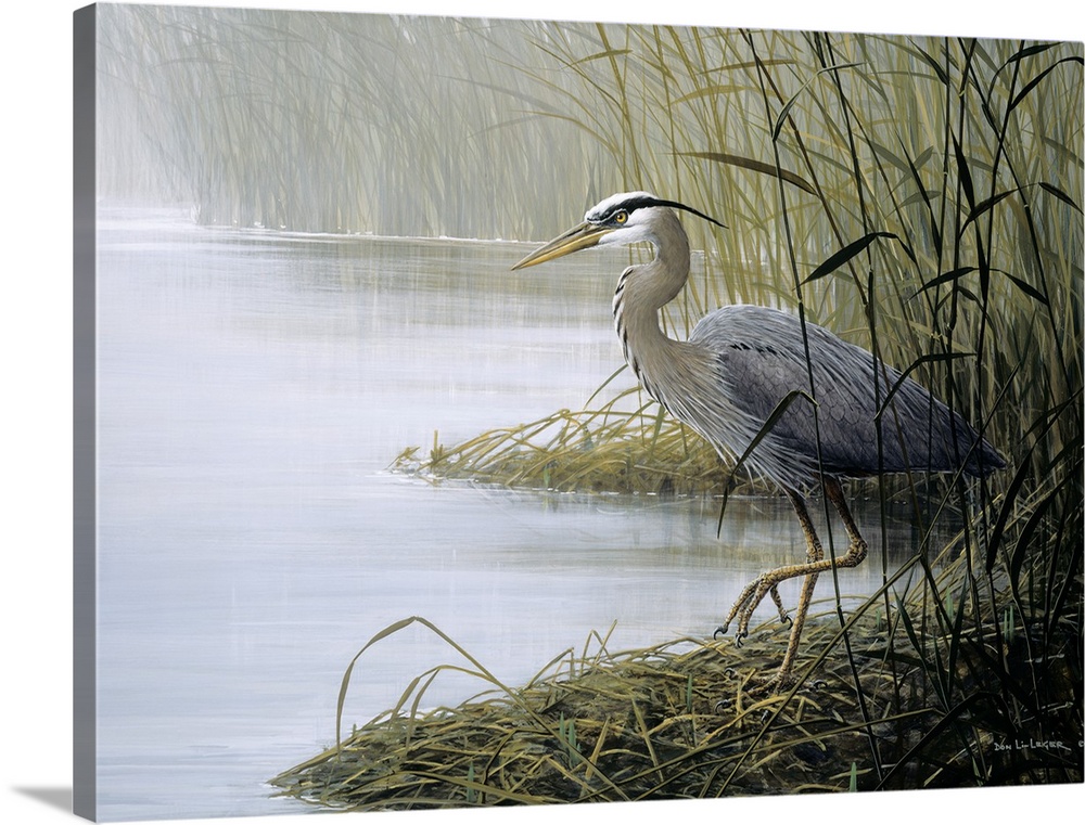 Painting of a large gray bird walking along the marsh in tall grass.