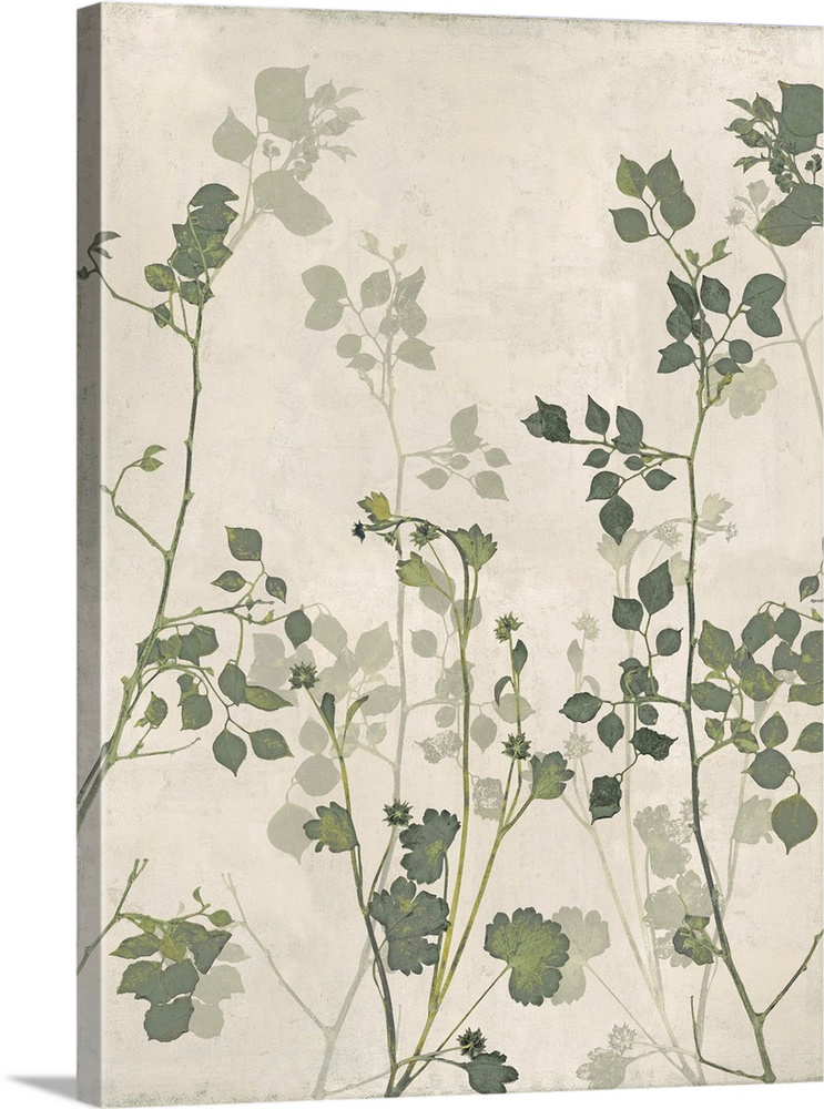 Branches And Green Leaves