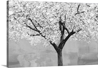 Cherry Blossoms Tree BW