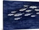 image thumbnail of Fish On Indigo