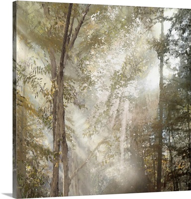 Trees And Light 3