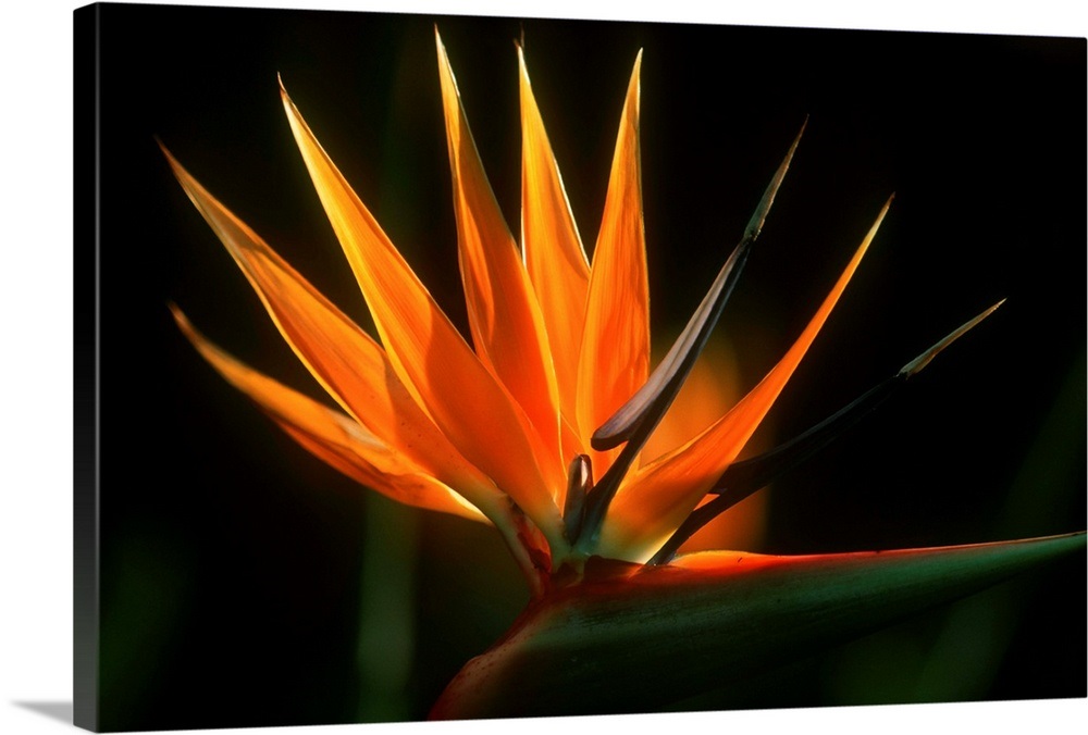 Bird Of Paradise Flower Wall Art, Canvas Prints, Framed Prints, Wall Peels Great Big Canvas