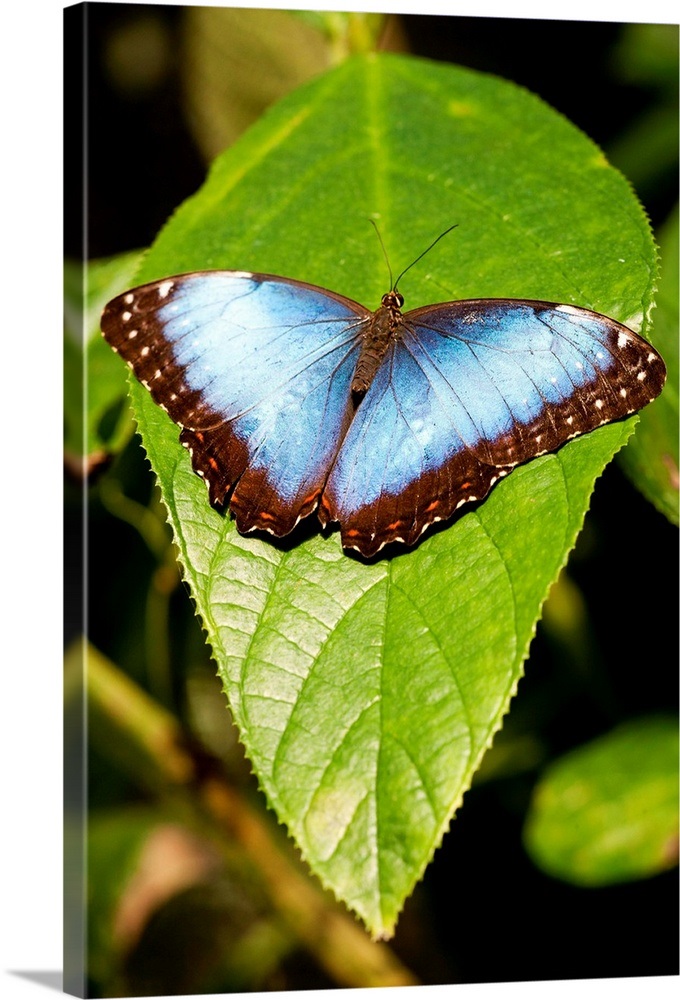 Blue Morpho Butterfly, Costa Rica Wall Art, Canvas Prints, Framed