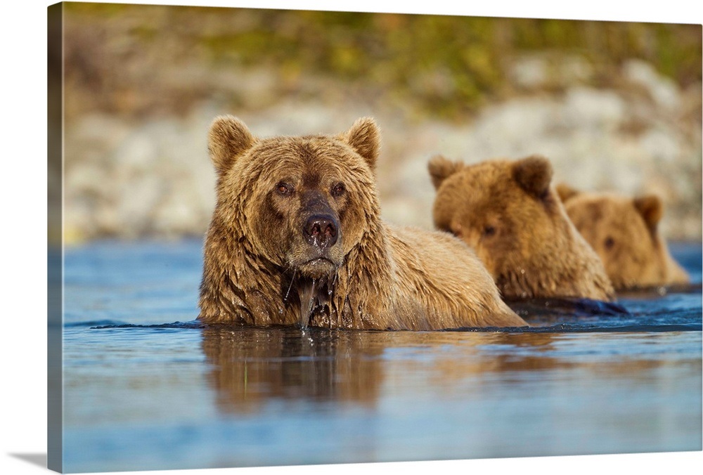 Brown Bear And Cubs Katmai National Park Alaska Wall Art