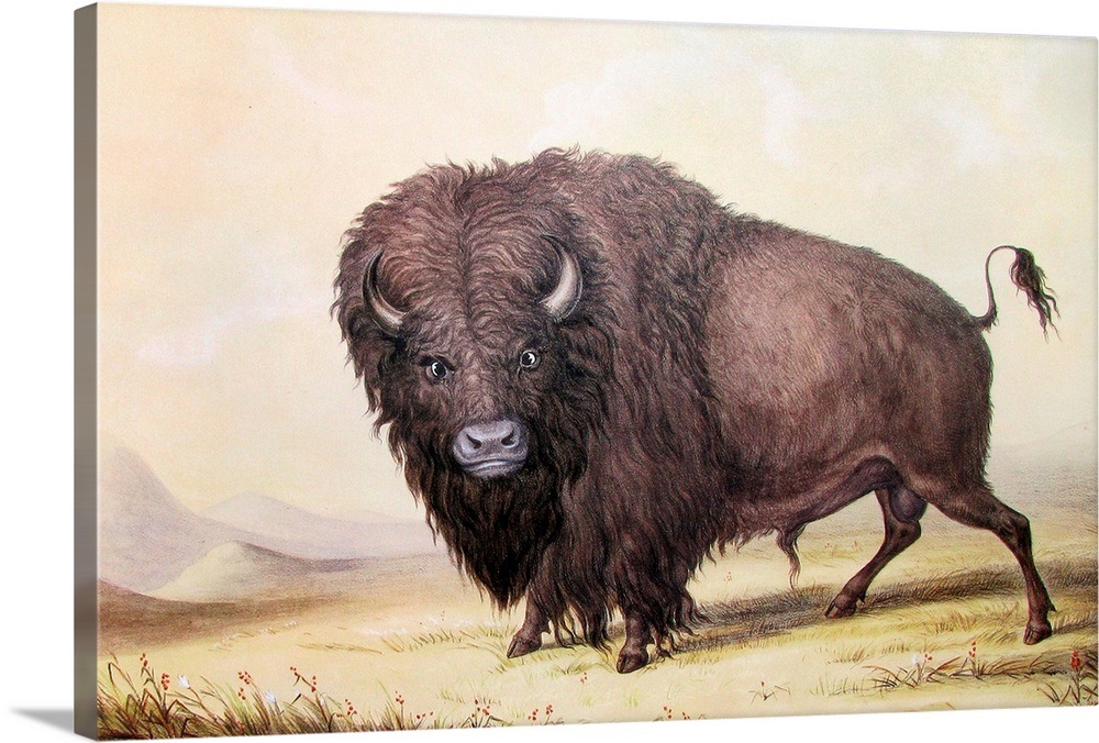 Bull Buffalo By George Catlin Wall Art, Canvas Prints, Framed Prints ...