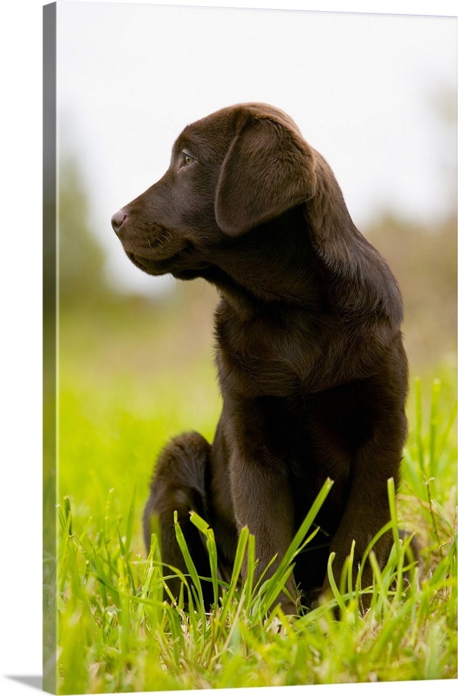 Chocolate Lab Puppy Wall Art Canvas Prints Framed Your Item Was Added To Cart Chocolate Lab Puppy