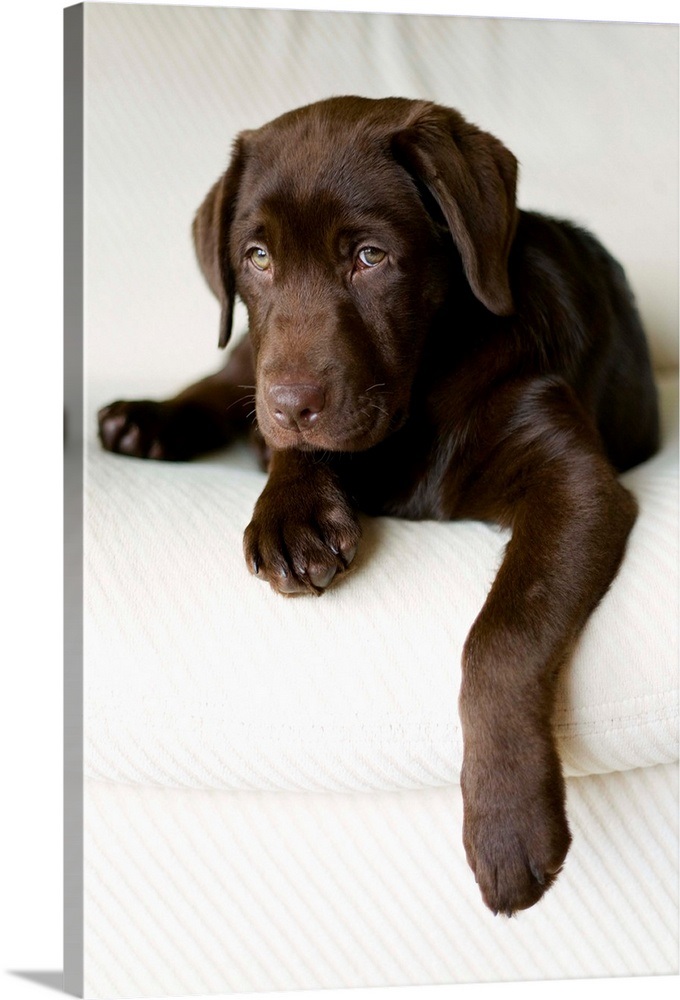 Chocolate Lab Puppy Wall Art Canvas Prints Framed Your Item Was Added To Cart Chocolate Lab Puppy