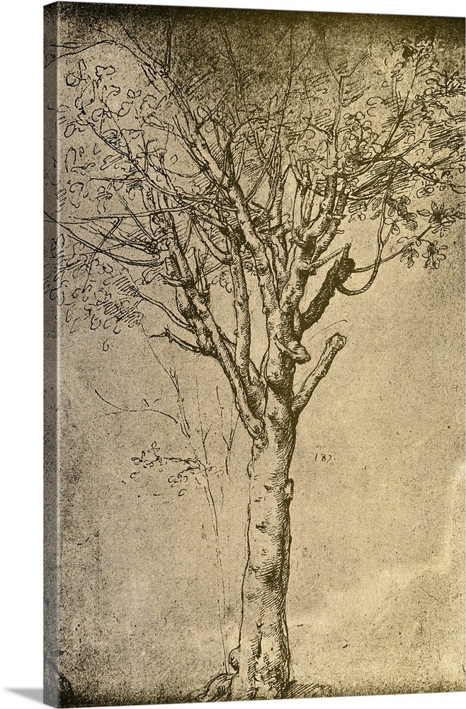Drawing Of A Tree By Leonardo Da Vinci Wall Art, Canvas Prints, Framed Prints, Wall Peels