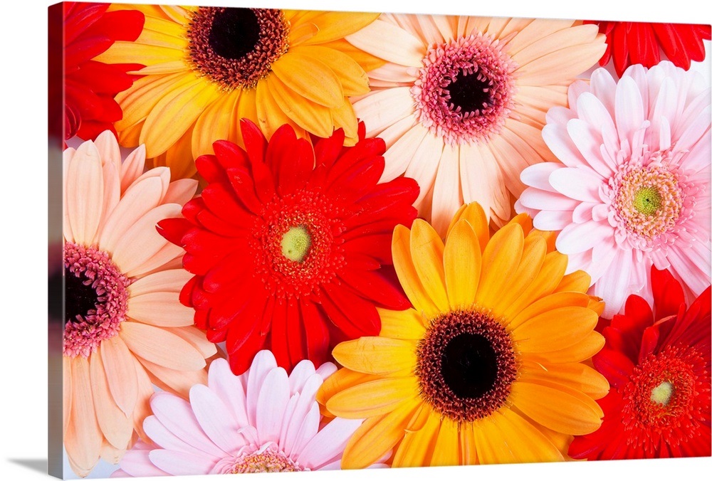 Gerbera Daisies - Gerbera Daisy Wall Art Gerbera Daisies - Gerbera Daisy Wall Art