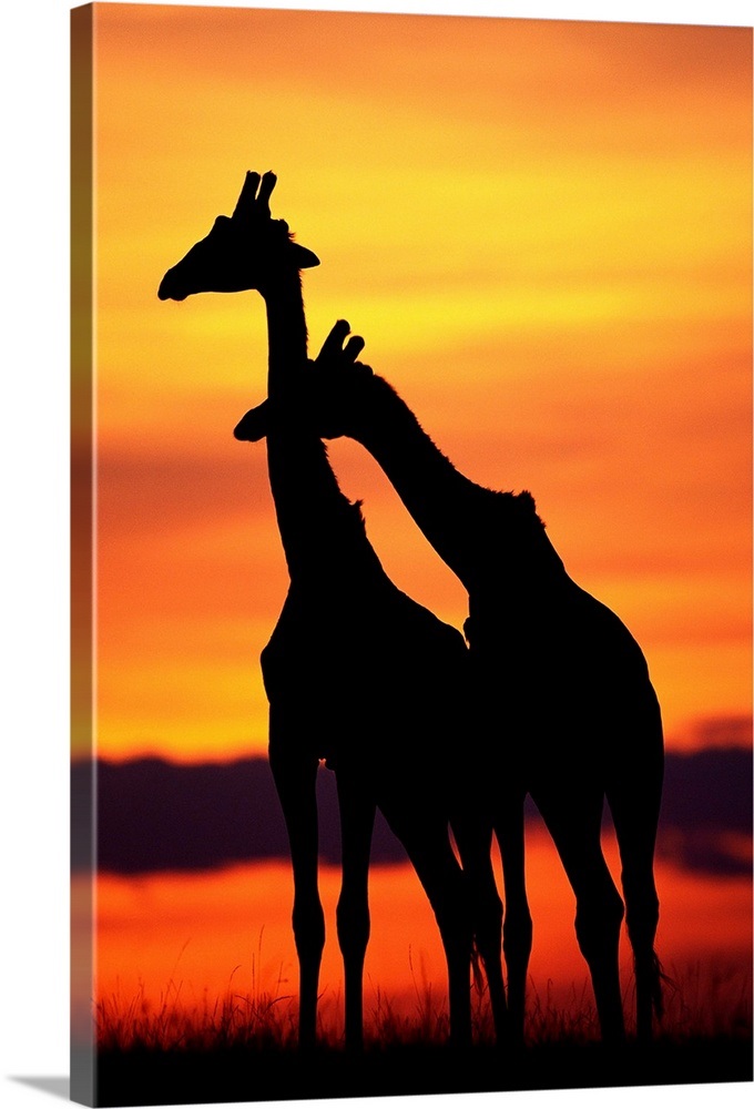 Giraffes Silhouettes At Sunset Wall Art, Canvas Prints, Framed Prints, Wall Peels Great Big Canvas