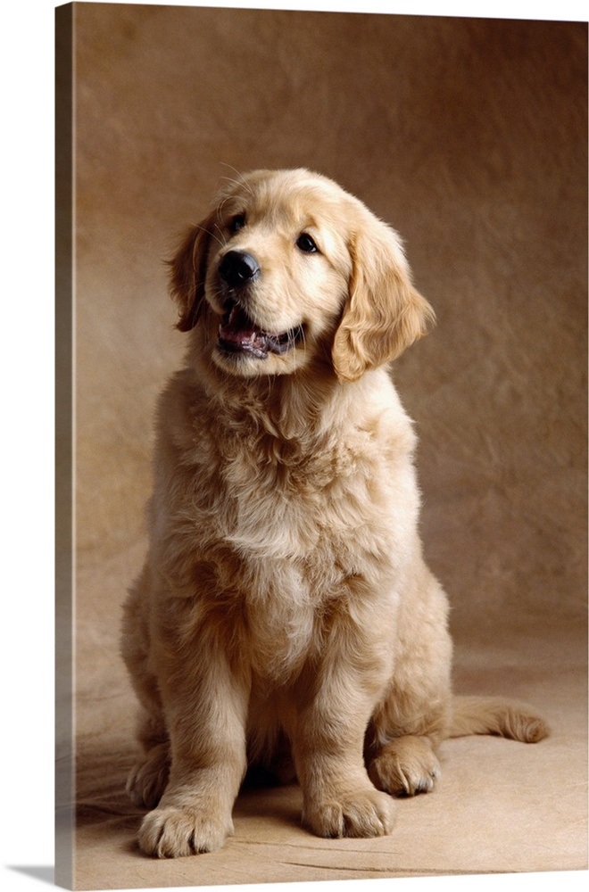 Golden Retriever Puppy Wall Art, Canvas Prints, Framed Prints, Wall