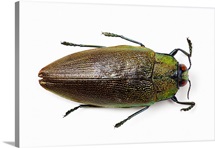 Background Wall Art & Canvas Prints | Background Panoramic Photos