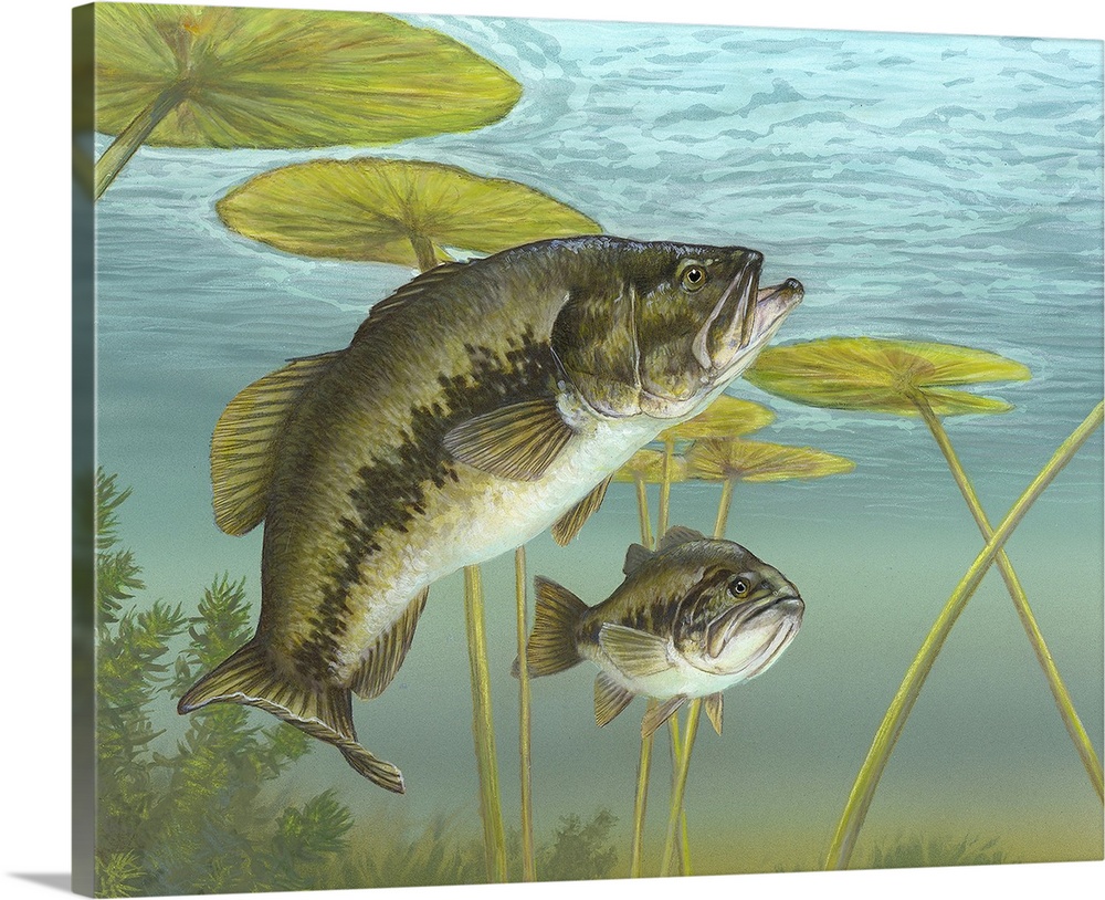 Largemouth Bass Painting Bass Largemouth Painting Complexlaguna   Largemouth Bass,2140476 