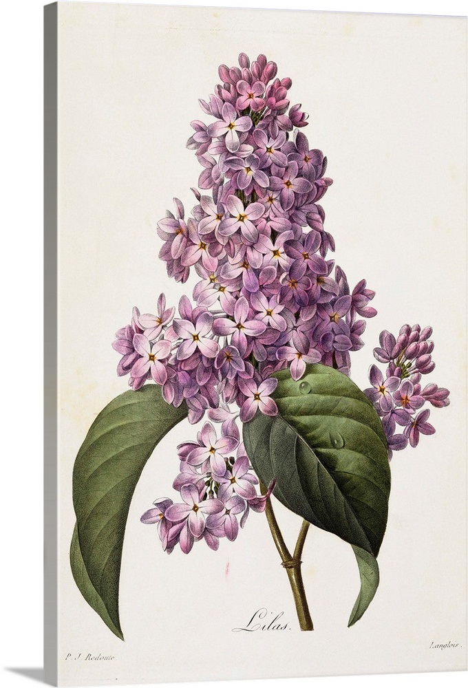 Lilacs By Pierre Joseph Redoute Wall Art, Canvas Prints, Framed Prints