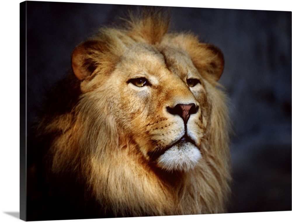 Male Lion Wall Art, Canvas Prints, Framed Prints, Wall Peels Great