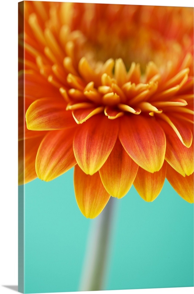 Orange Gerbera Daisy Wall Art, Canvas Prints, Framed Prints, Wall Peels